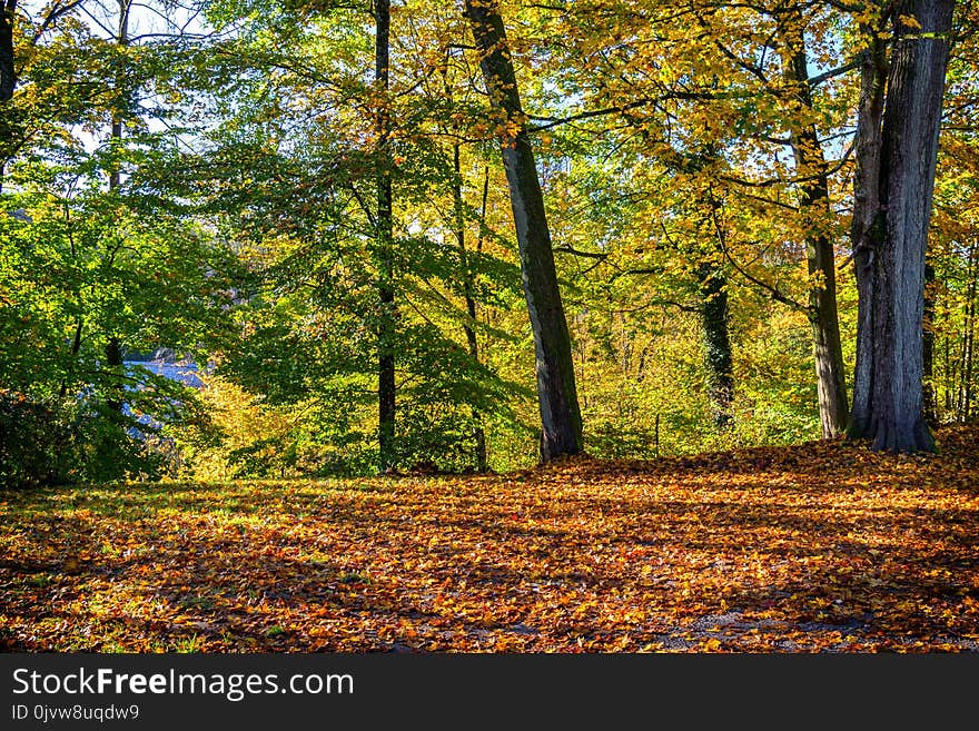 Nature, Woodland, Ecosystem, Leaf