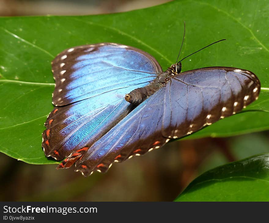 Butterfly, Insect, Moths And Butterflies, Lycaenid