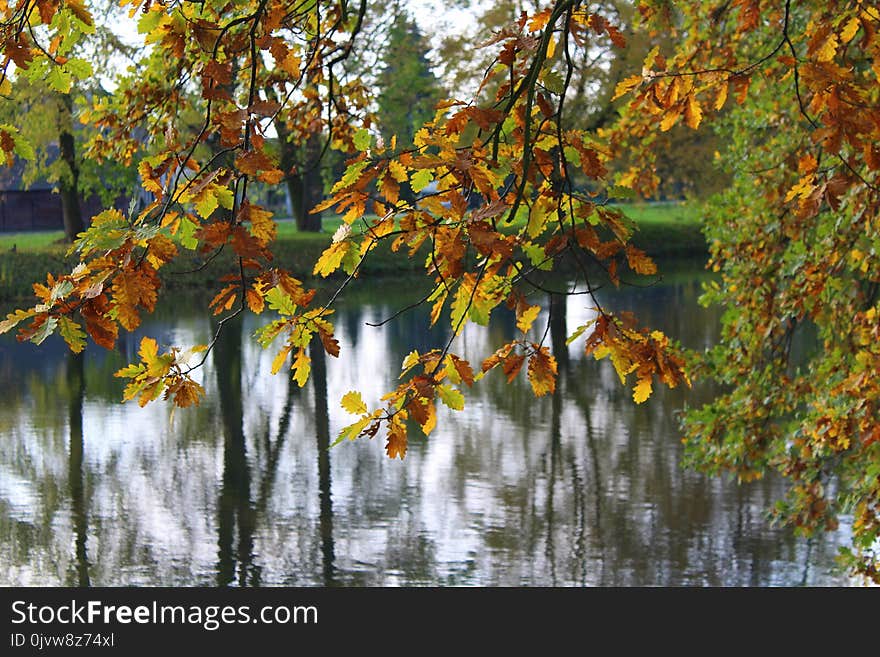 Water, Leaf, Autumn, Tree