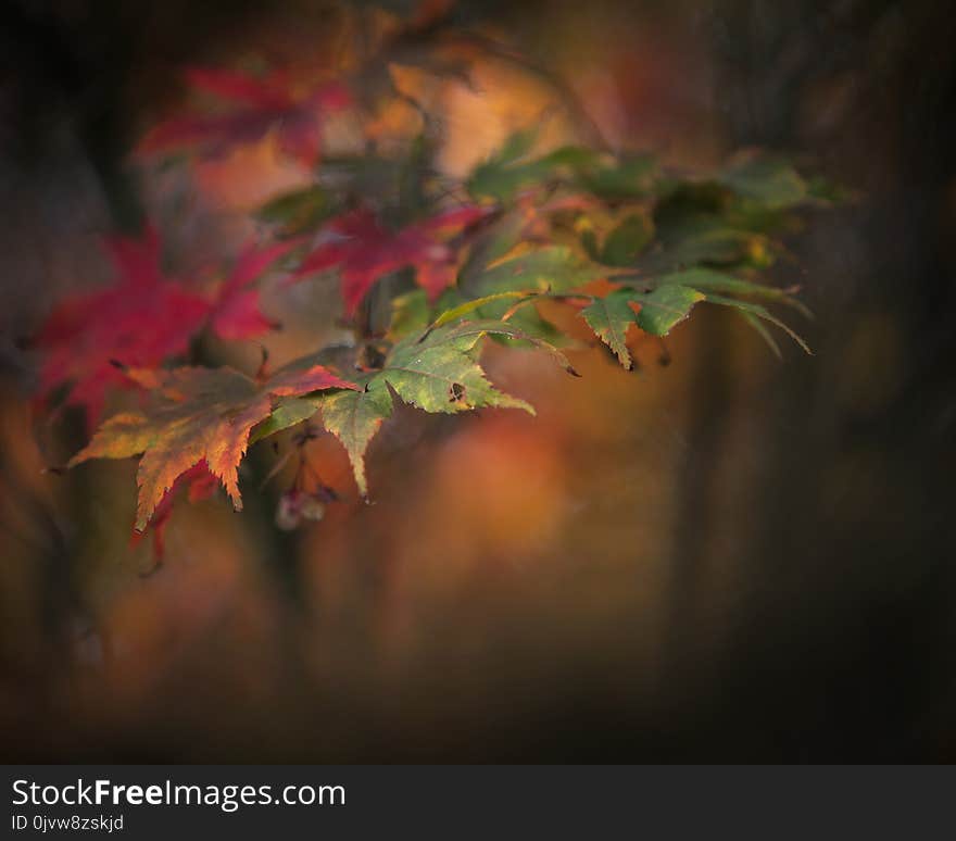 Leaf, Nature, Autumn, Maple Leaf