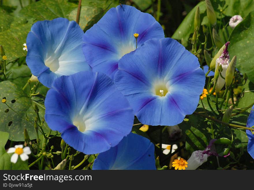 Flower, Blue, Plant, Flowering Plant