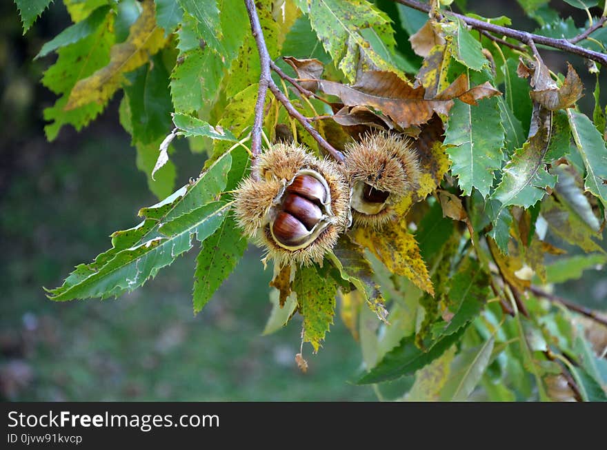 Flora, Leaf, Plant, Tree