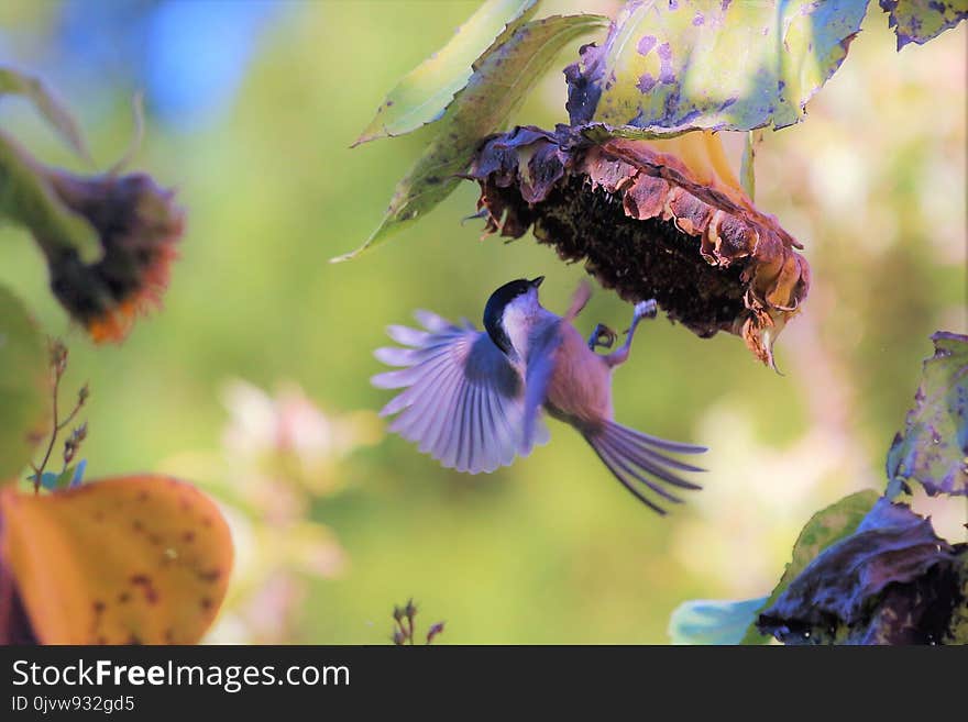 Bee, Purple, Flora, Nectar