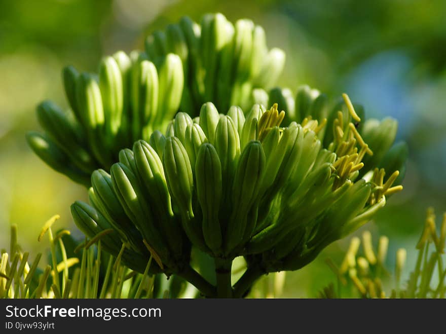 Vegetation, Plant, Grass, Flower