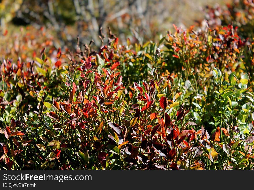 Plant, Vegetation, Flora, Leaf