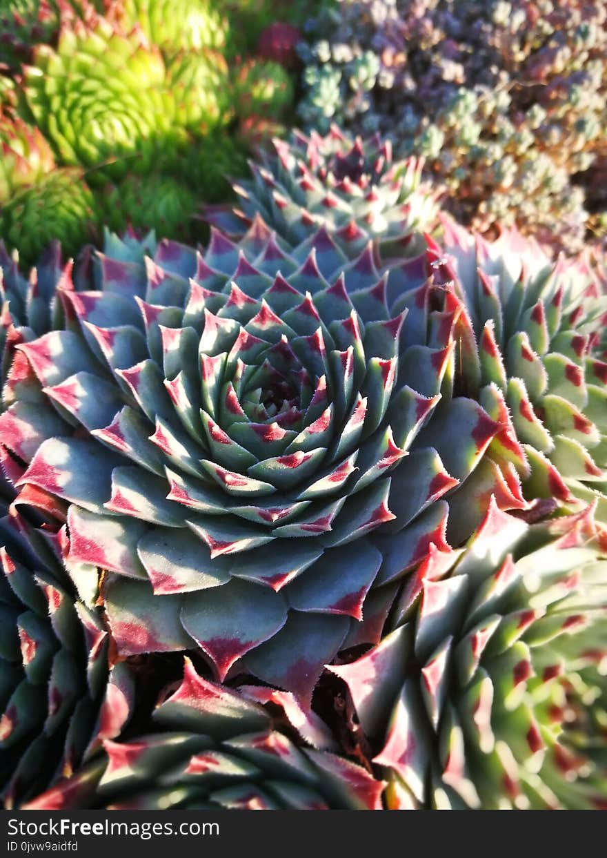 Plant, Flower, Cactus, Stonecrop Family