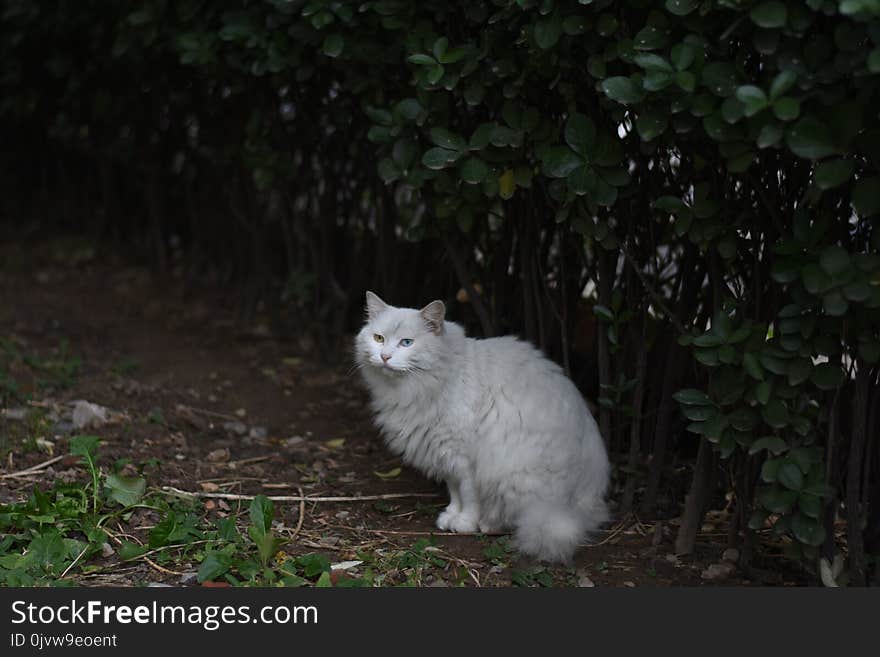 Cat, Small To Medium Sized Cats, Cat Like Mammal, Grass