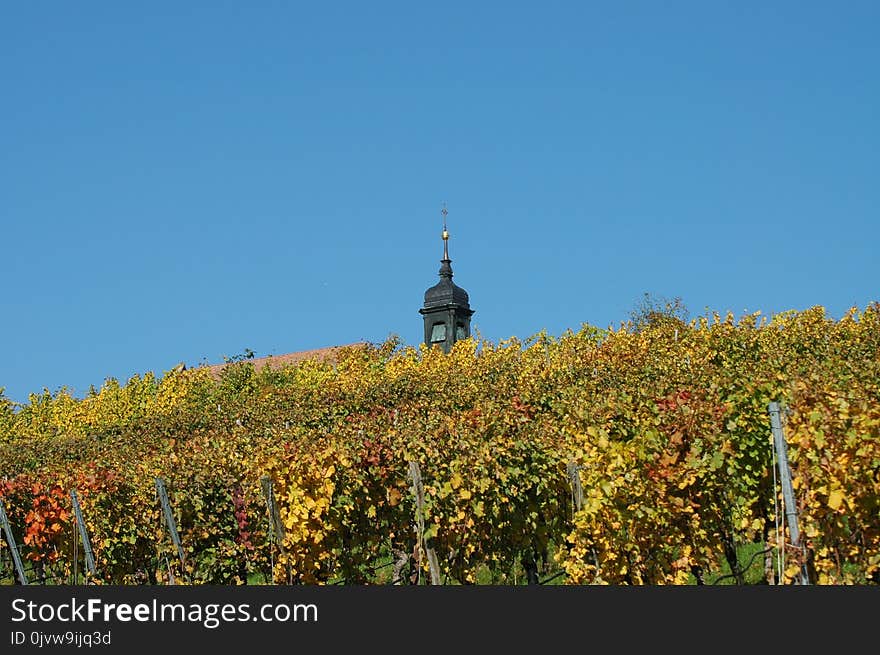 Sky, Agriculture, Field, Leaf