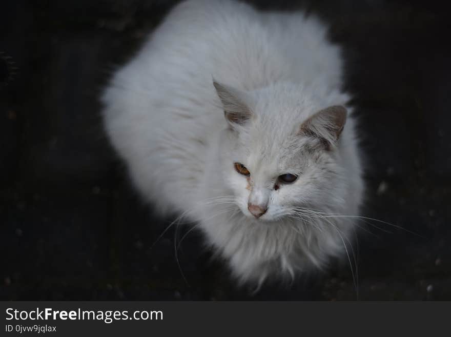 Cat, White, Whiskers, Mammal