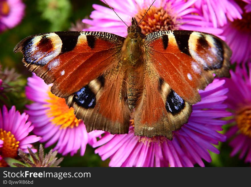 Butterfly, Moths And Butterflies, Flower, Insect