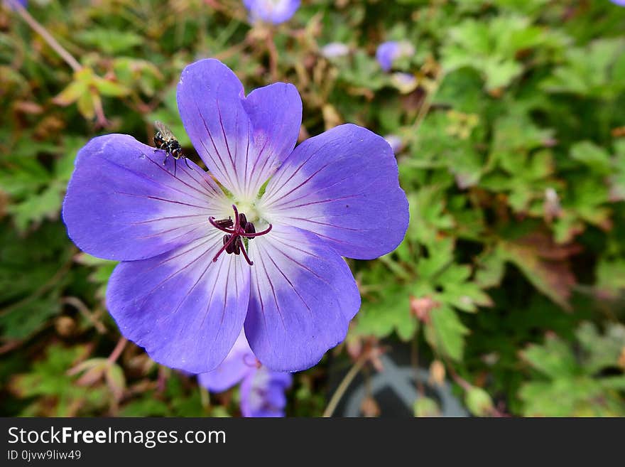 Flower, Blue, Plant, Flora