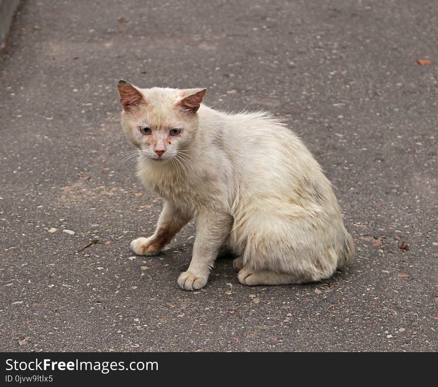 Cat, Small To Medium Sized Cats, Fauna, Cat Like Mammal