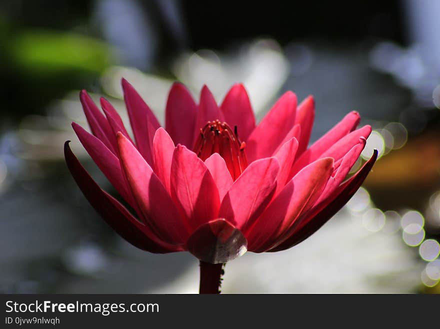 Flower, Red, Pink, Flora