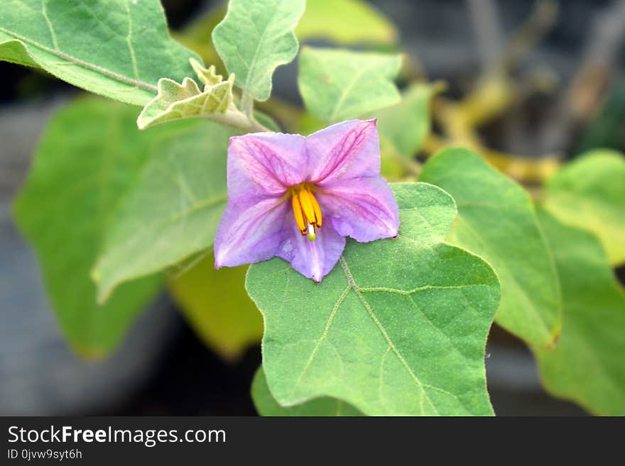 Flower, Plant, Flora, Annual Plant