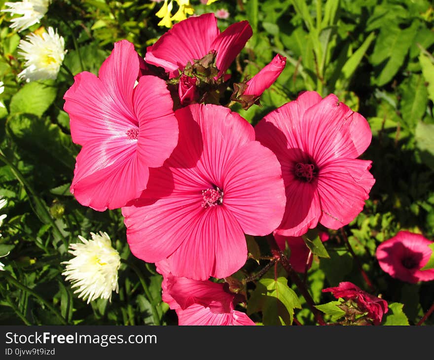 Flower, Plant, Pink, Flowering Plant