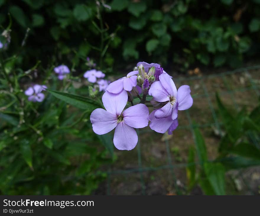 Flower, Plant, Flora, Flowering Plant