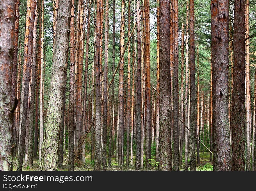 Ecosystem, Tree, Woodland, Spruce Fir Forest