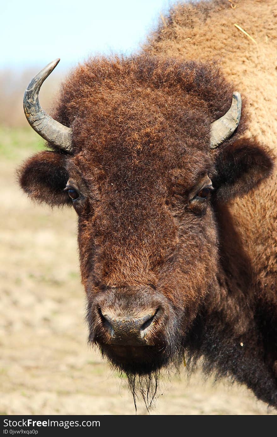 Bison, Cattle Like Mammal, Terrestrial Animal, Wildlife