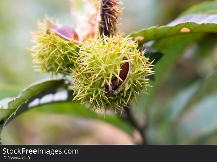 Plant, Rambutan, Thorns Spines And Prickles, Branch