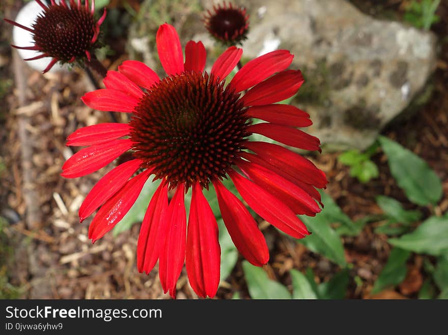 Flower, Coneflower, Plant, Flora