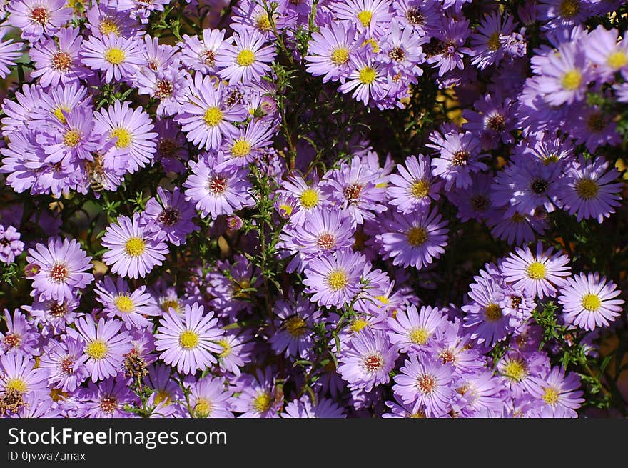 Flower, Plant, Aster, Flowering Plant