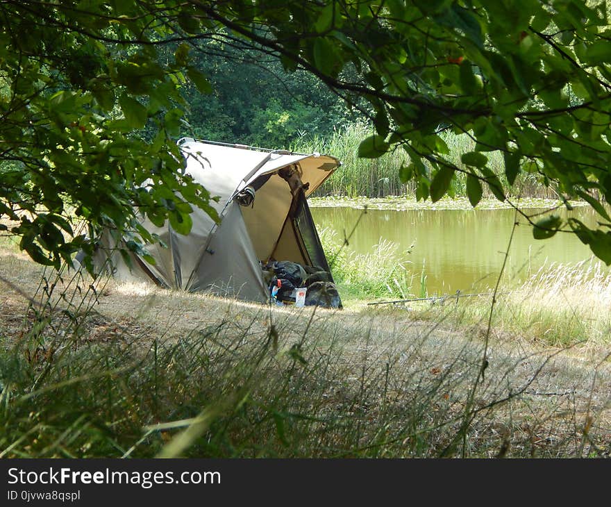 Camping, Tree, Plant, Tent