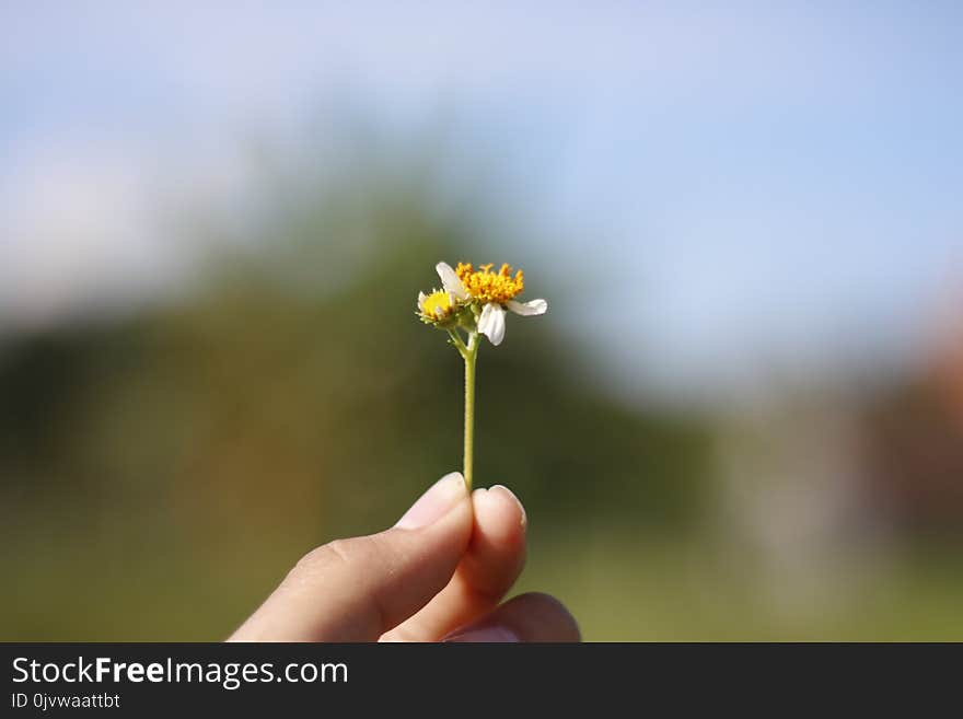 Flower, Yellow, Sky, Close Up