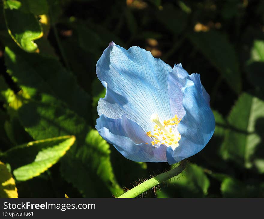 Blue, Flower, Plant, Flowering Plant