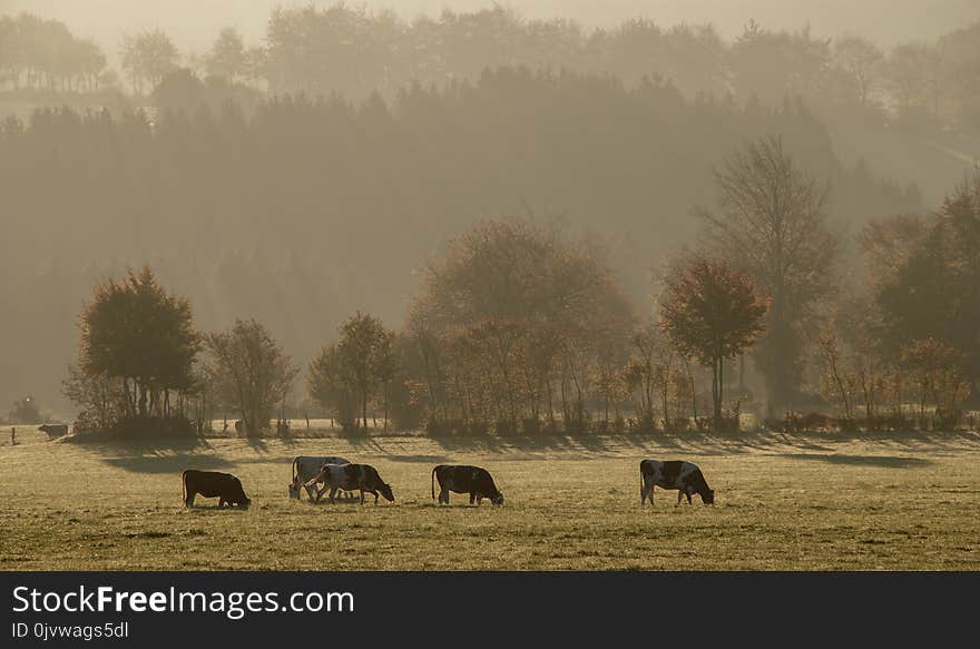 Pasture, Herd, Mist, Grassland