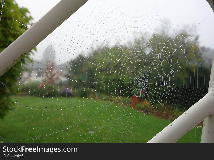 Spider Web, Grass, Tree, Landscape