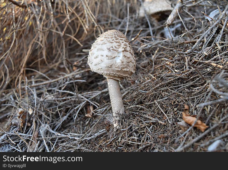 Mushroom, Fungus, Edible Mushroom, Agaricomycetes