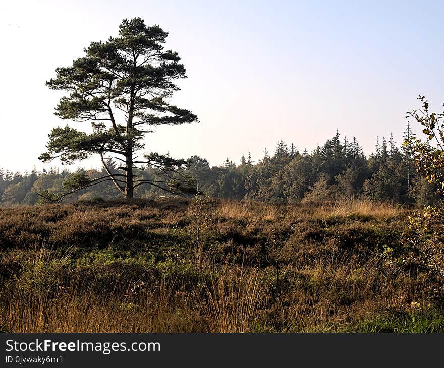 Tree, Ecosystem, Wilderness, Vegetation