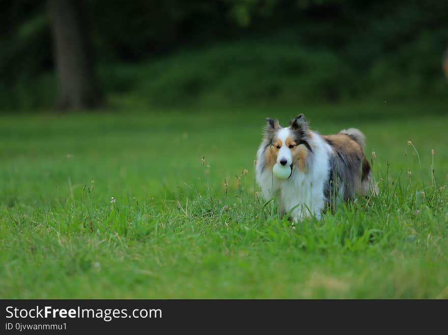 Dog Breed, Rough Collie, Dog, Shetland Sheepdog