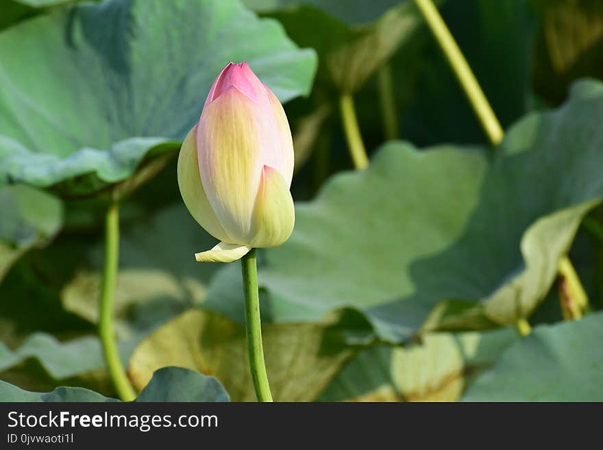 Flower, Lotus, Sacred Lotus, Plant