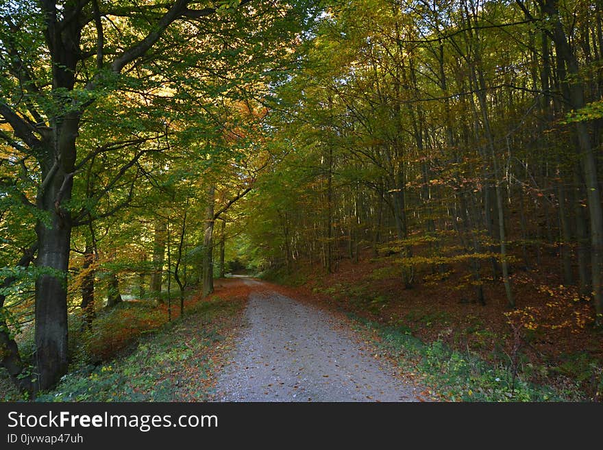 Nature, Woodland, Leaf, Path