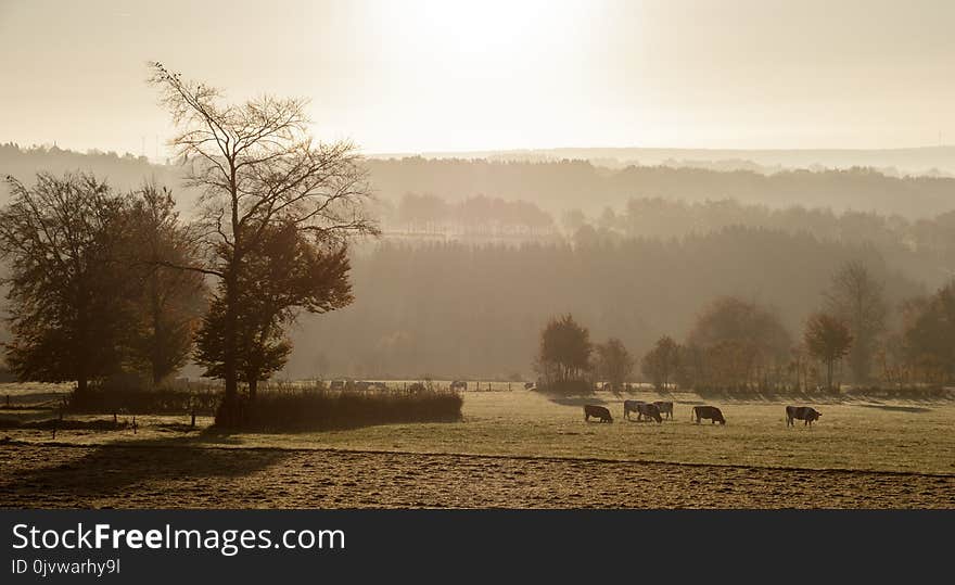 Mist, Fog, Sky, Morning