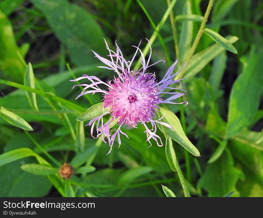 Flower, Plant, Flora, Silybum