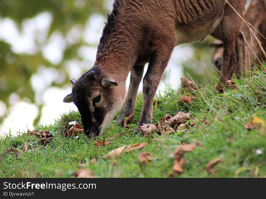 Fauna, Wildlife, Grazing, Grass