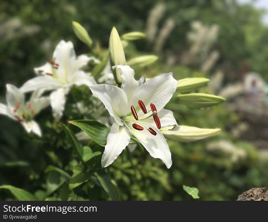 Flower, Plant, Lily, Flowering Plant