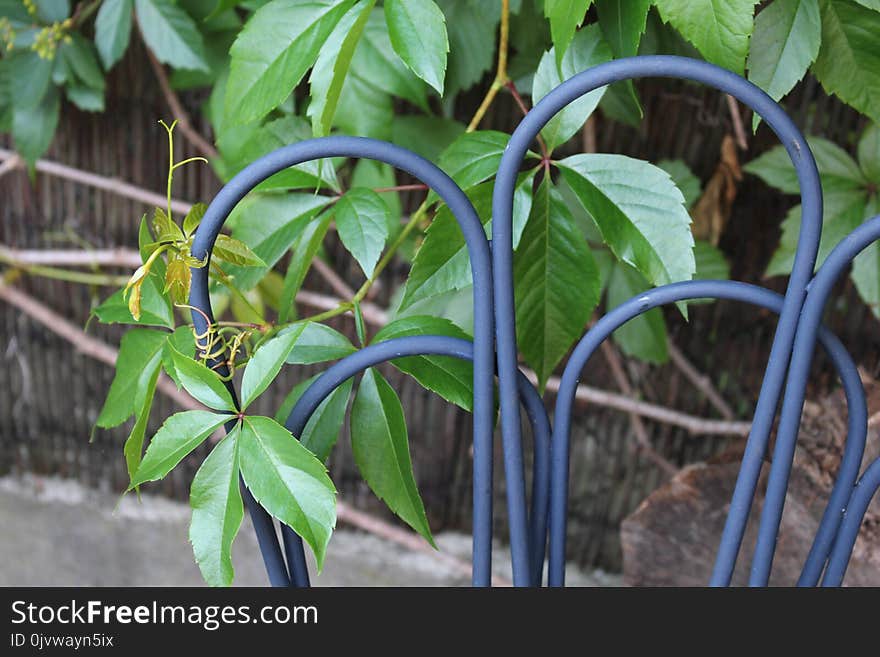 Plant, Flora, Leaf, Tree