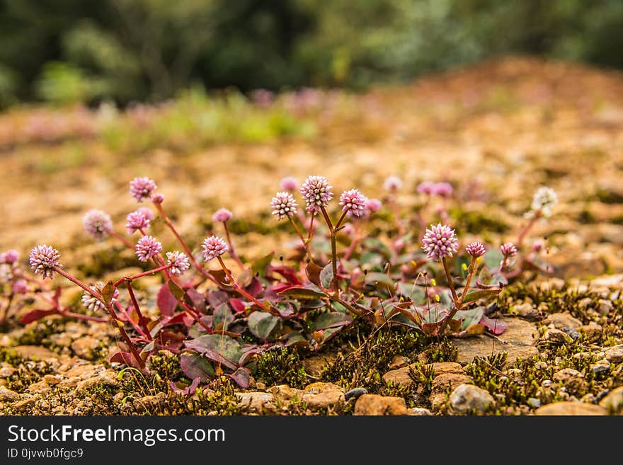 Plant, Flora, Vegetation, Flower