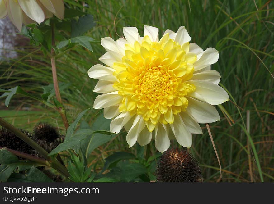 Flower, Plant, Flora, Daisy Family