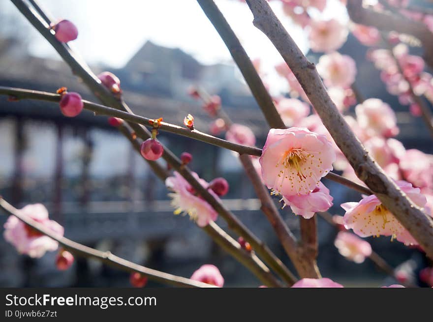 Blossom, Pink, Spring, Branch