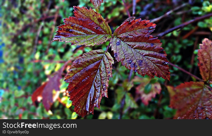 Leaf, Vegetation, Flora, Autumn