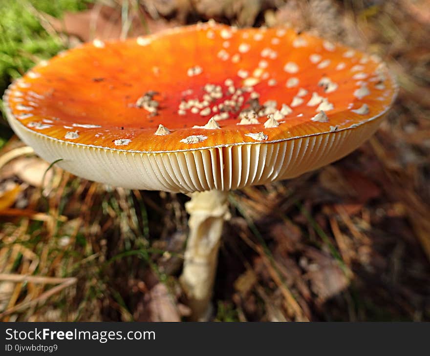 Mushroom, Agaric, Fungus, Medicinal Mushroom