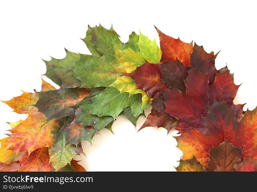 Leaf, Maple Leaf, Autumn