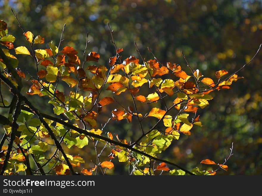 Leaf, Autumn, Vegetation, Deciduous