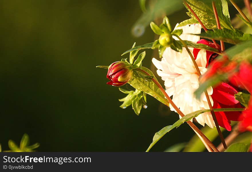 Flower, Flora, Close Up, Petal