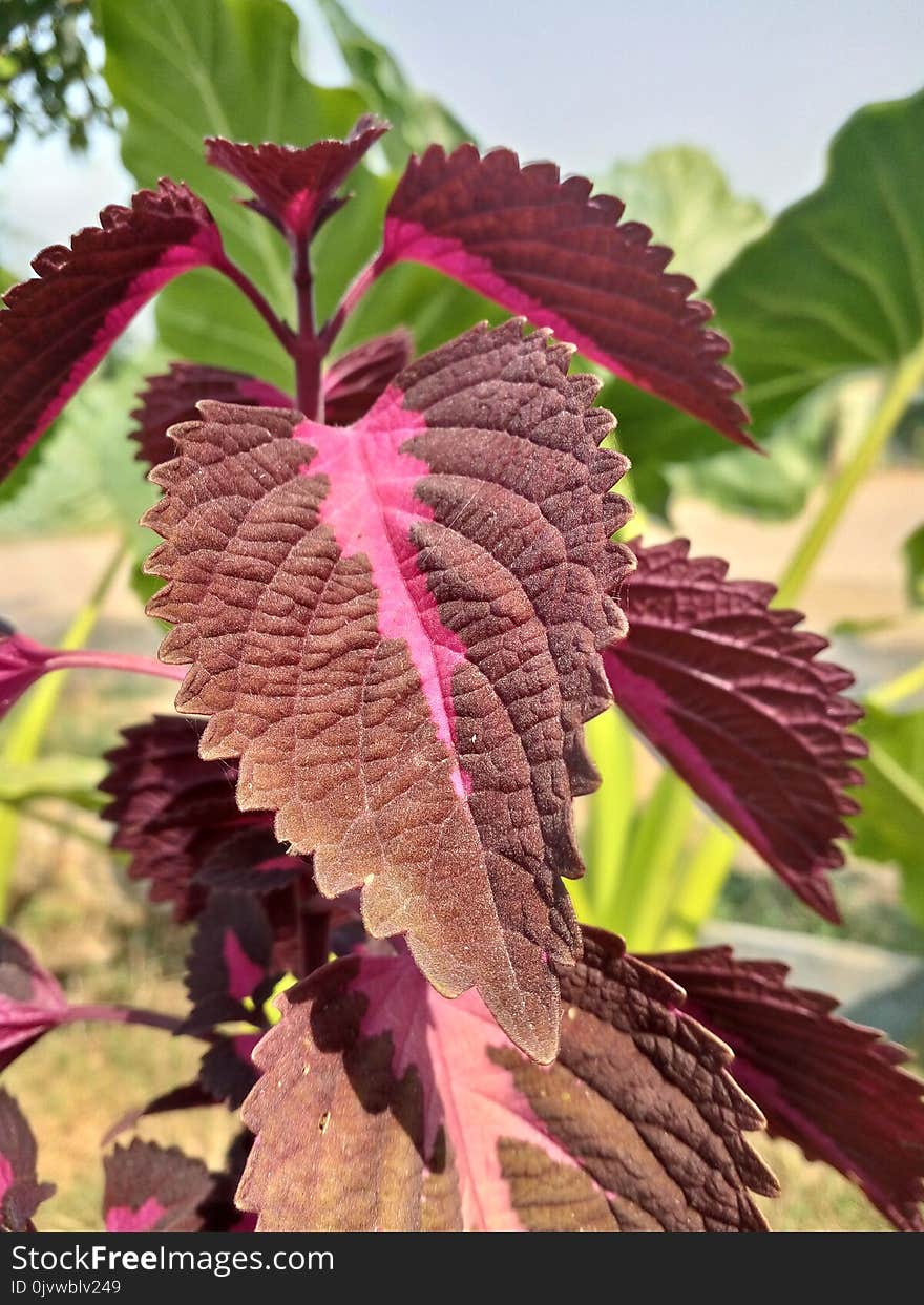 Purple, Leaf, Plant, Perilla Frutescens