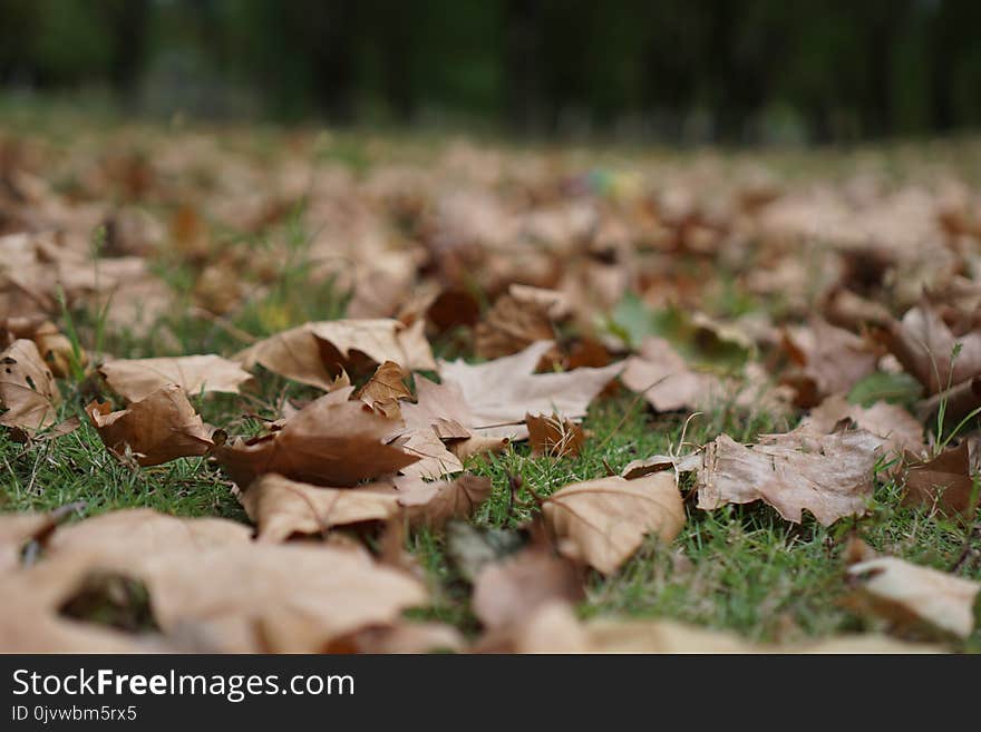 Leaf, Autumn, Grass, Deciduous